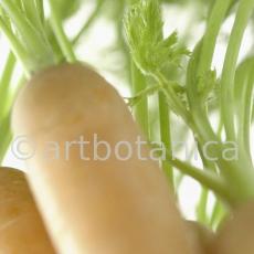 Kochen-Gemüse-Karotte-3