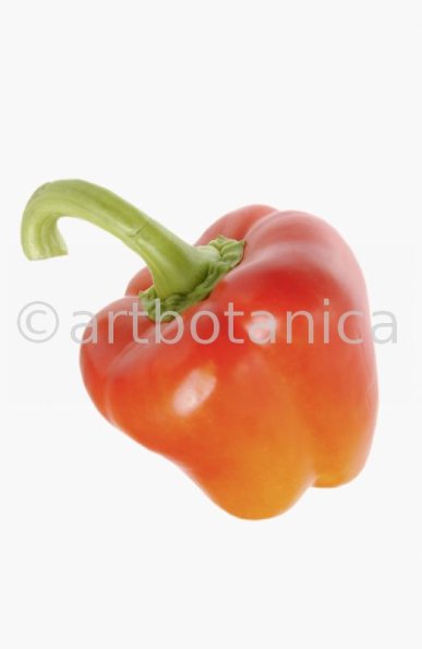 Kochen-Gemüse-Paprika-26