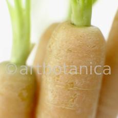 Kochen-Gemüse-Karotte-5