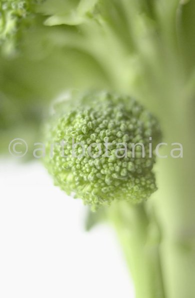 Kochen-Gemüse-Brokkoli-1