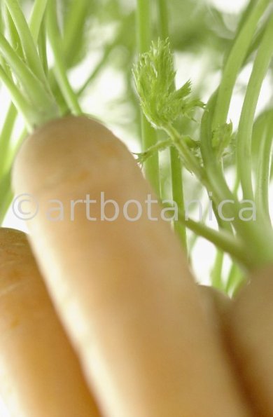 Kochen-Gemüse-Karotte-3
