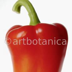 Kochen-Gemüse-Paprika-22