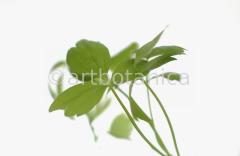 Liebstöckel-Levisticum-officinale-1