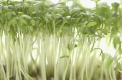 Gartenkresse-Lepidium-sativum-6