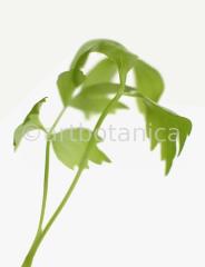 Liebstöckel-Levisticum-officinale-2