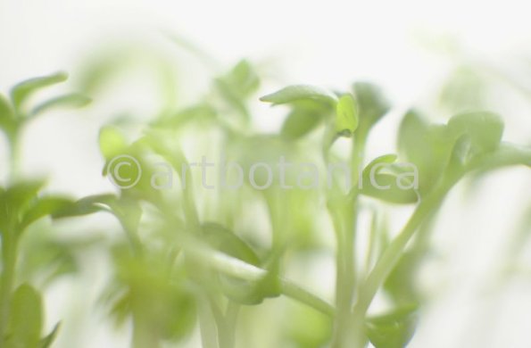 Gartenkresse-Lepidium-sativum-4