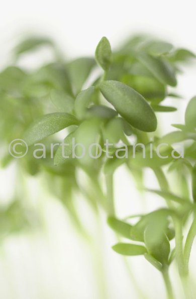 Gartenkresse-Lepidium-sativum-9