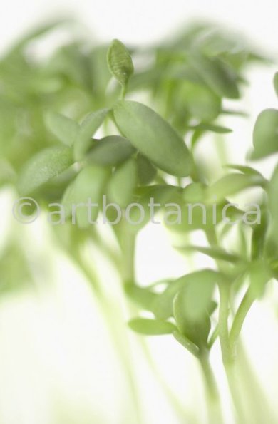 Gartenkresse-Lepidium-sativum-1