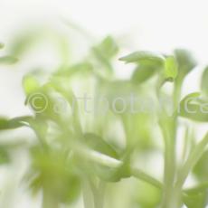 Gartenkresse-Lepidium-sativum-4
