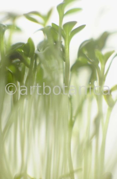 Gartenkresse-Lepidium-sativum-7