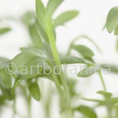 Gartenkresse-Lepidium-sativum-2