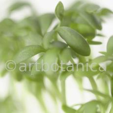 Gartenkresse-Lepidium-sativum-9