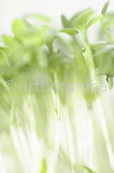 Gartenkresse-Lepidium-sativum-5