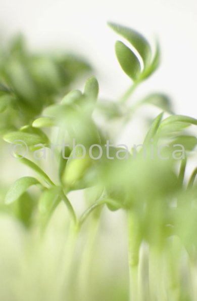 Gartenkresse-Lepidium-sativum-8