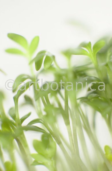 Gartenkresse-Lepidium-sativum-3
