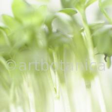 Gartenkresse-Lepidium-sativum-5