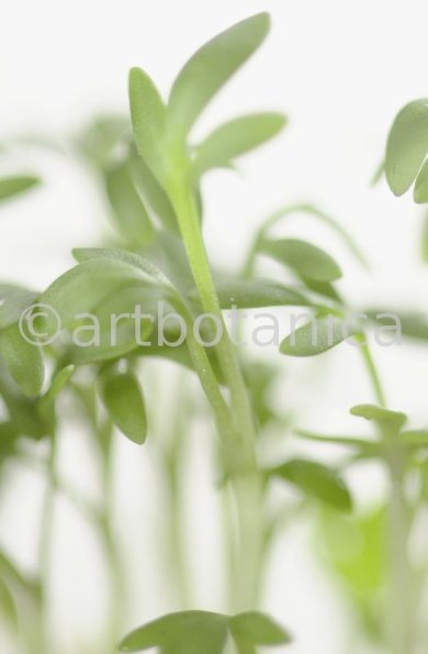 Gartenkresse-Lepidium-sativum-2