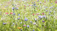 Blueten und Blaetter 034