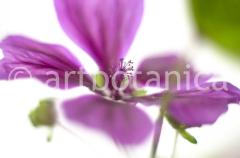 Blueten und Blaetter 037