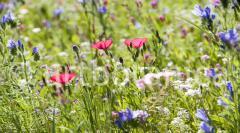 Blueten und Blaetter 036