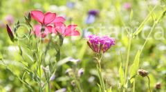 Blueten und Blaetter 033