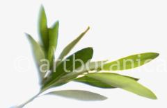 Blueten und Blaetter 038