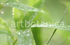 Blueten und Blaetter 032