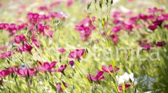 Blueten und Blaetter 035