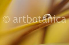 Blueten und Blaetter 028