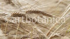 Getreide 014