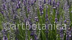 Lavendel 08