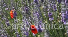 Lavendel 03