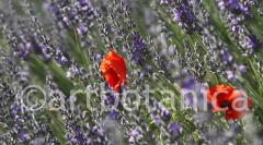 Lavendel 05
