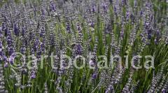 Lavendel 07