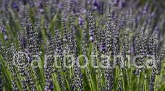 Lavendel 04