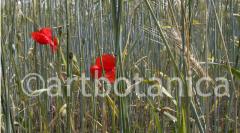 Mohn 012