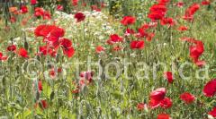 Mohn 006