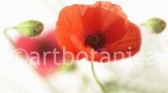 Mohn 013