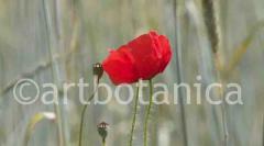 Mohn 007