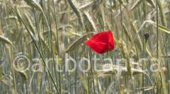 Mohn 011