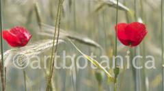Mohn 009