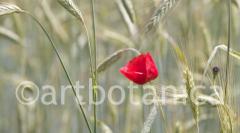 Mohn 010
