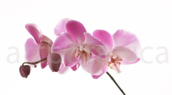 Orchidee_016