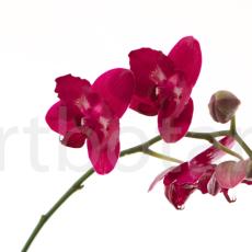 Orchidee_012
