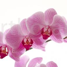 Orchidee_007