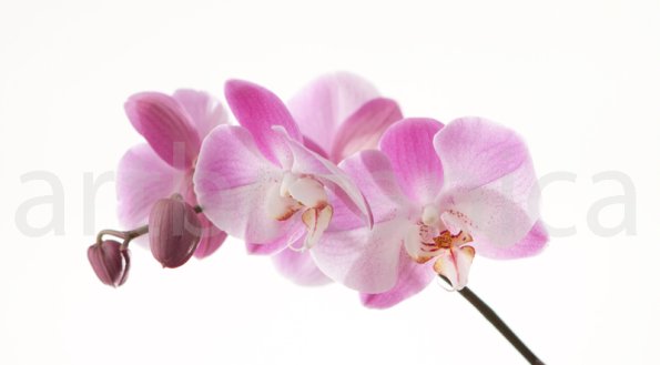 Orchidee_017