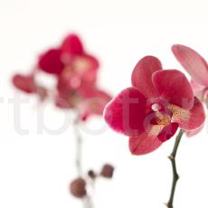 Orchidee_023