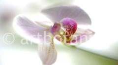 Blueten und Blaetter 023