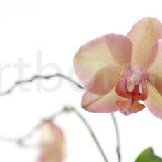 Orchidee_002
