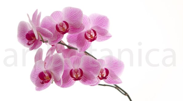 Orchidee_005